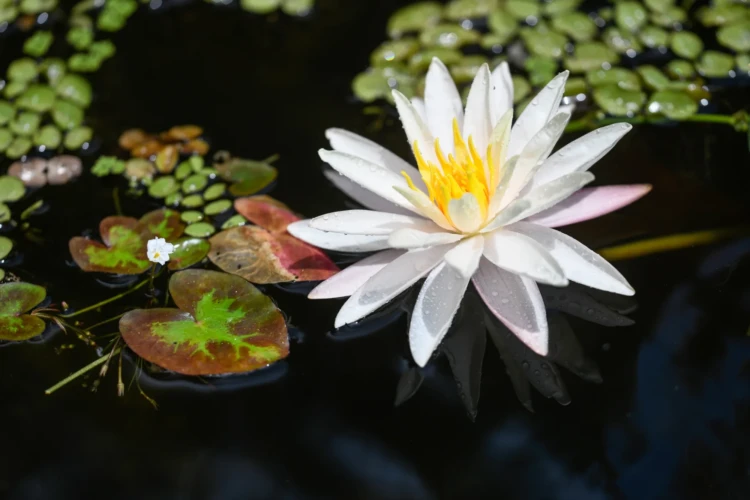 Nénuphar blanc_BB